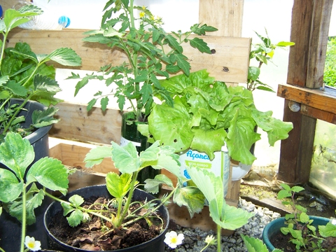 Plantas em desenvolvimento na estufa da escola